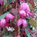 Rhodochiton atrosanguineum